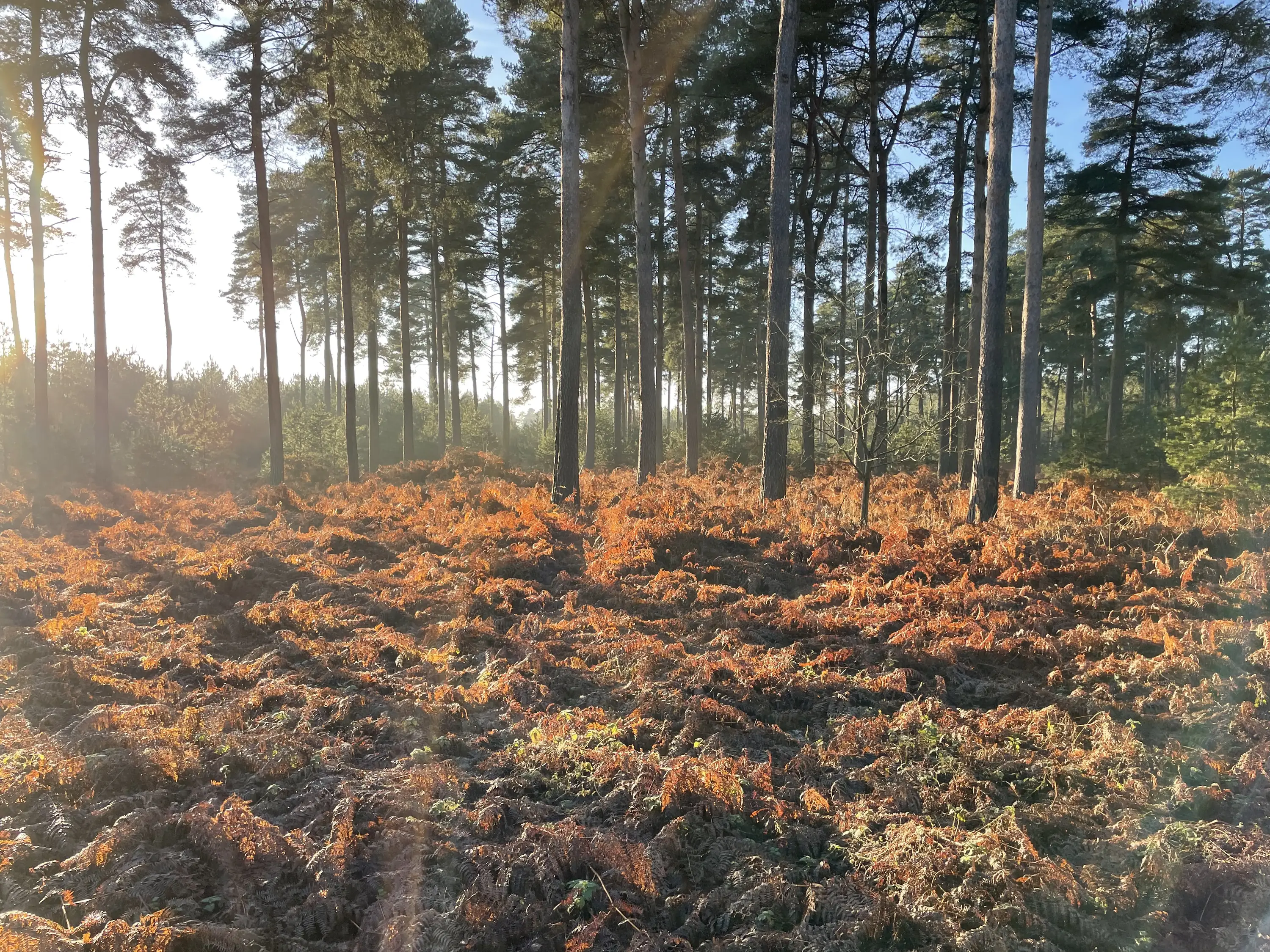 Sunlit bracken under pine trees in winter light