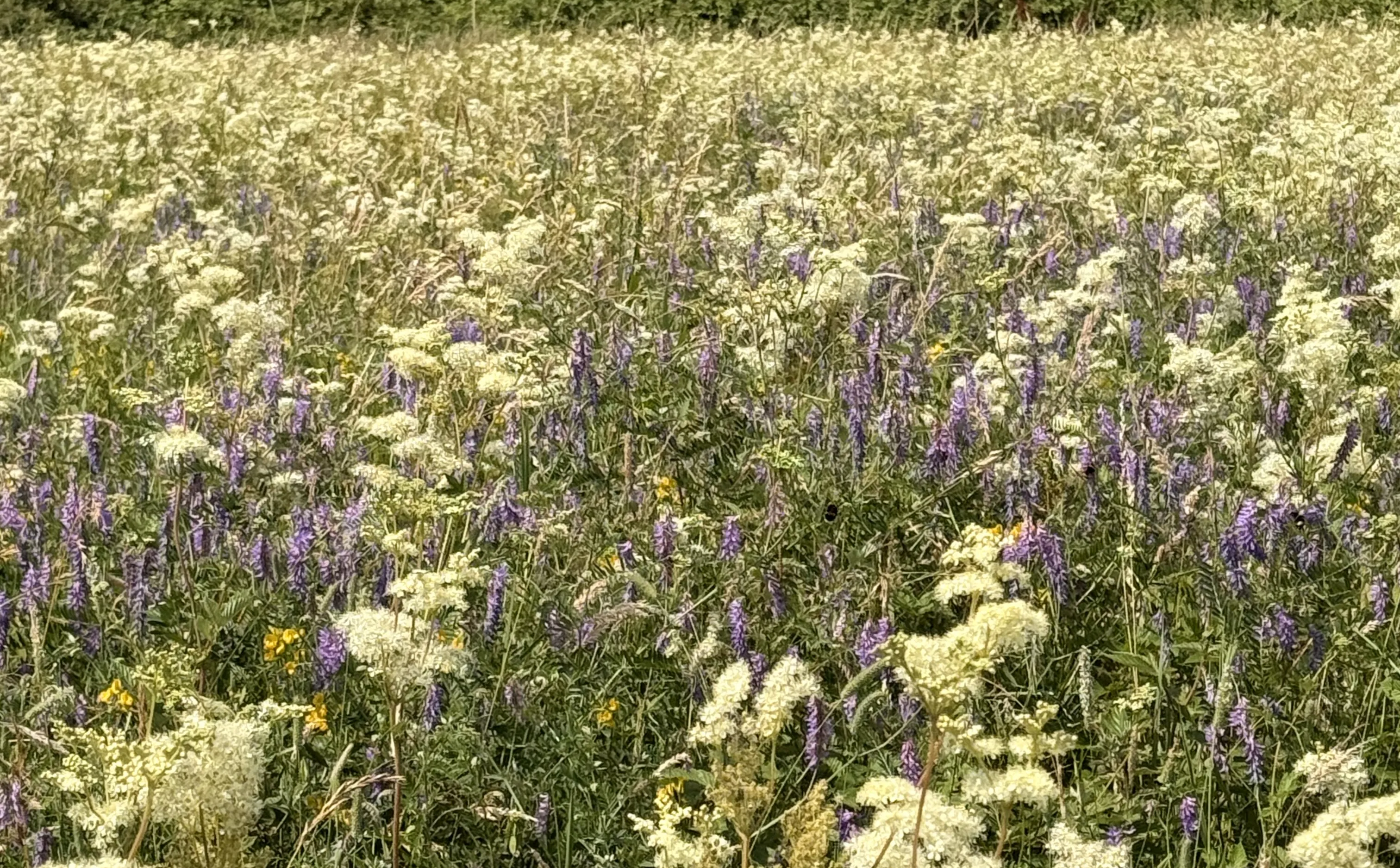A summer meadow of cream and purple wildflowers