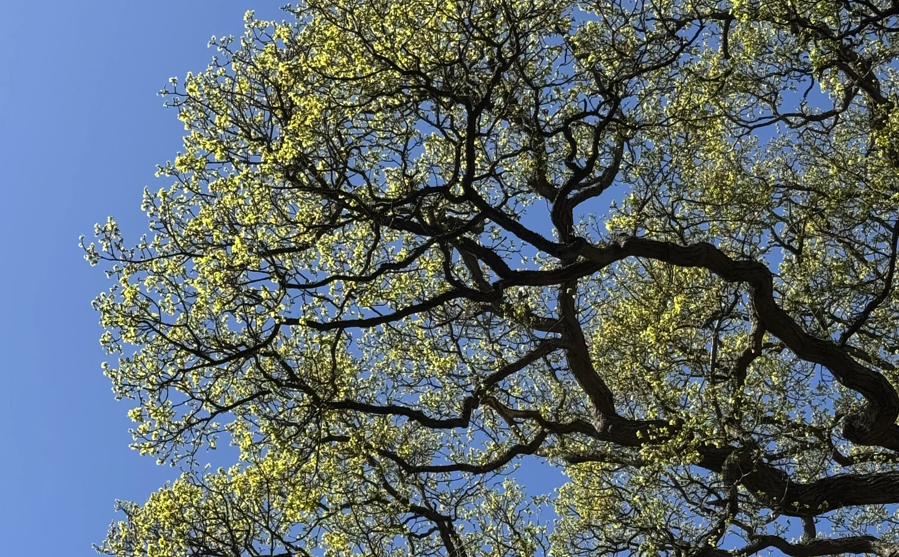 An oak canopy in spring against a clear sky